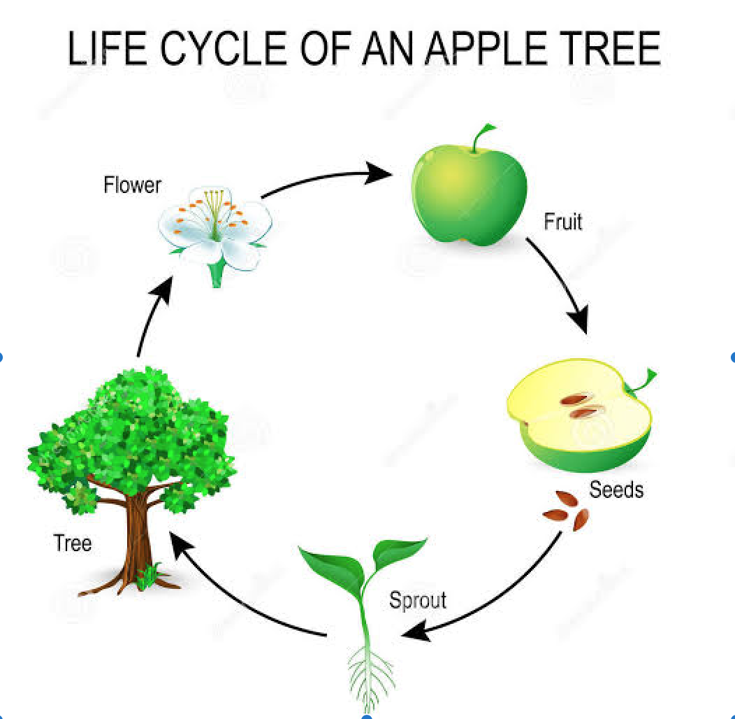 Apple Life Cycle