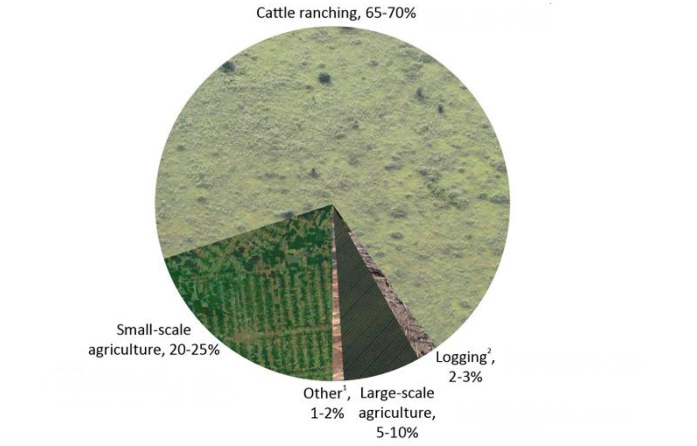 Deforestation Reasons