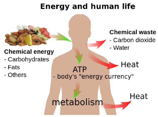 Energy Intaken