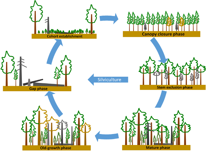 Forest Cycle