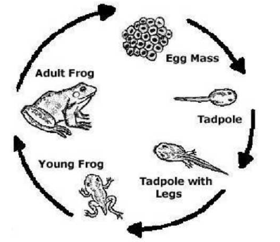 Frog Life Cycle 1