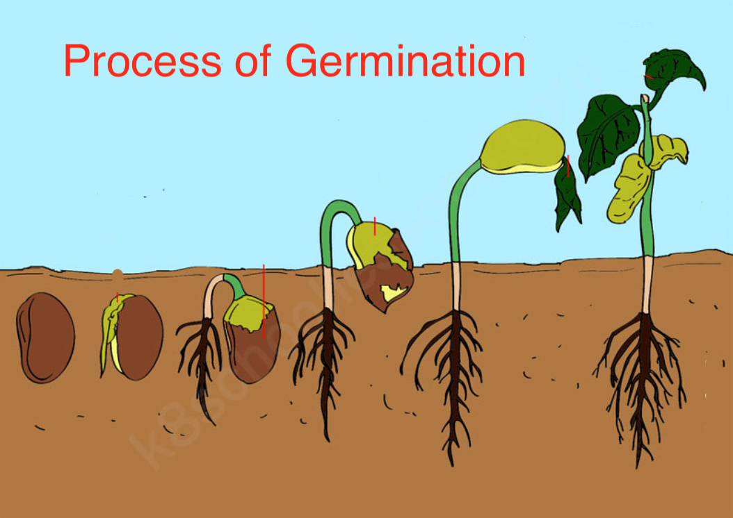 Germination