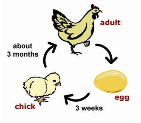 Hen Life Cycle