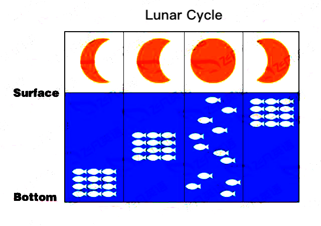 Moon&amp;Fish