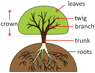 Parts of Tree