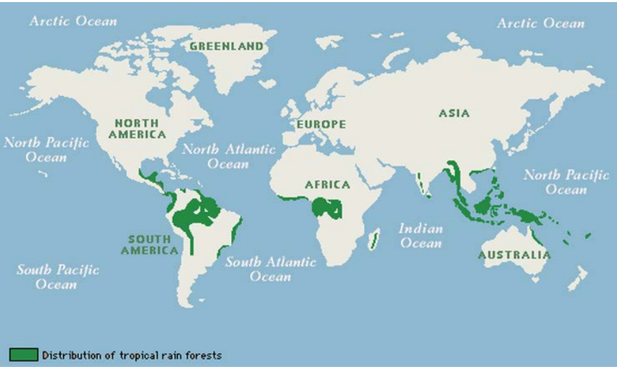 Rainforest Distribution