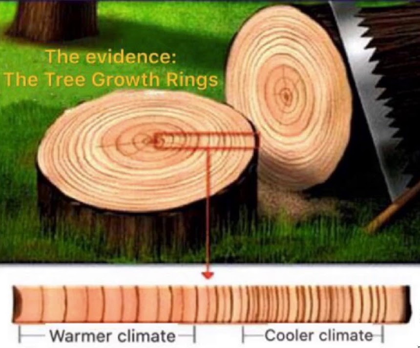 Tree Ring and Saw