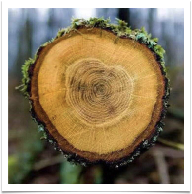 Tree Ring