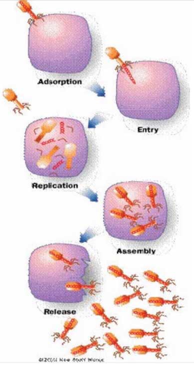 Virus Replication